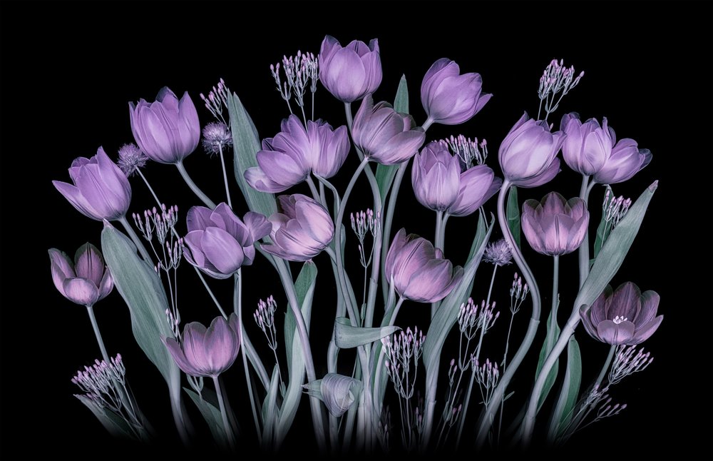 Tulipes violettes lumineuses - Lydia Jacobs