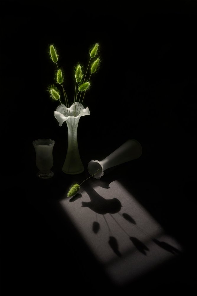 Plantes vertes et ombre d
