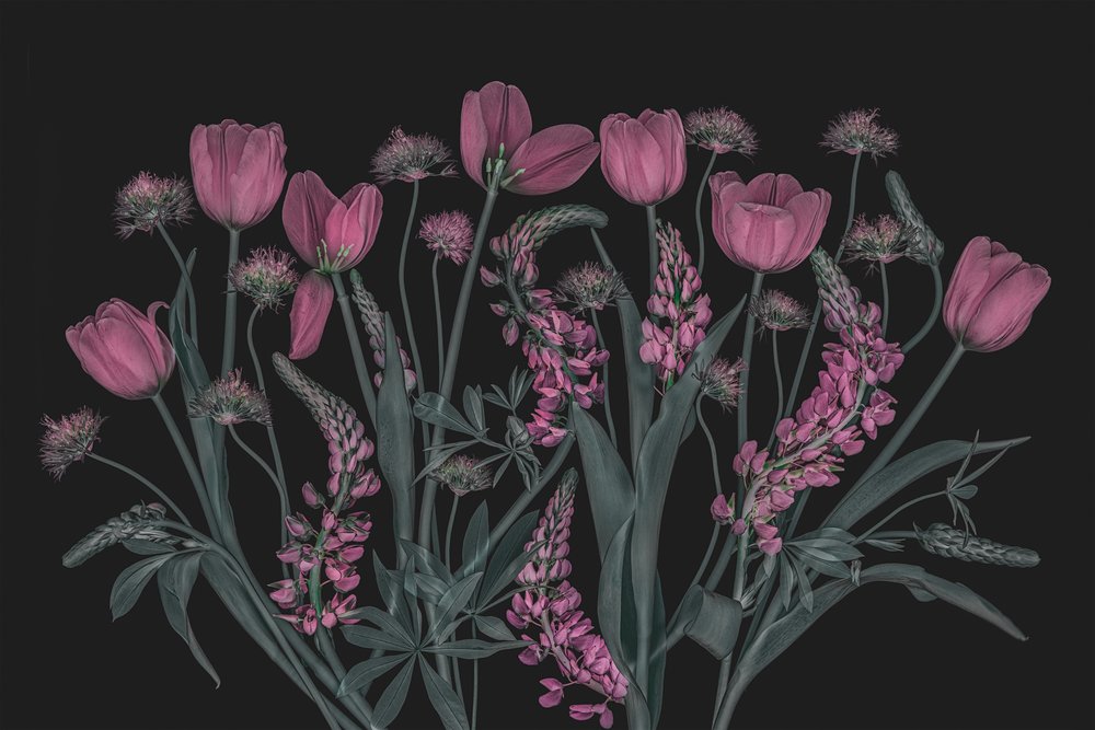 Fleurs roses mélancoliques - Lydia Jacobs