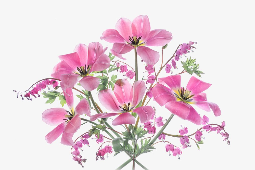 Fleurs roses de printemps - Lydia Jacobs