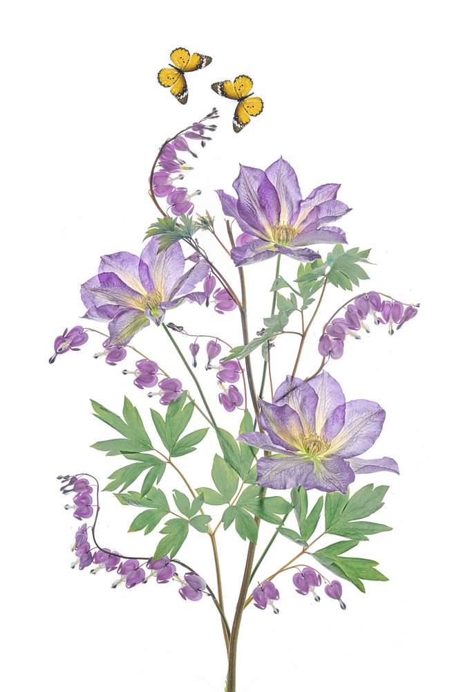 Fleurs violettes et papillons - Lydia Jacobs