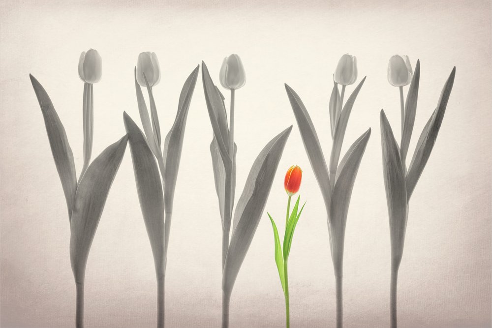 La tulipe rouge se démarque - Lydia Jacobs