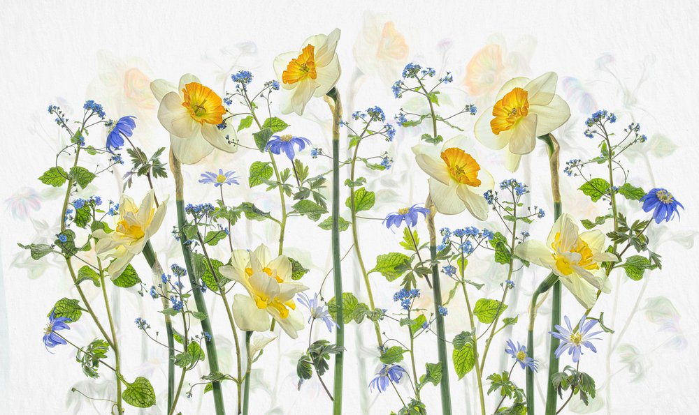 Jonquilles printanières et nuances de bleu - Lydia Jacobs