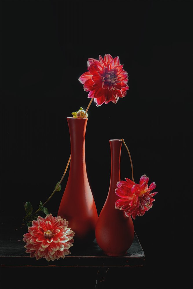 Nature morte aux dahlias aux couleurs vives - Lydia Jacobs