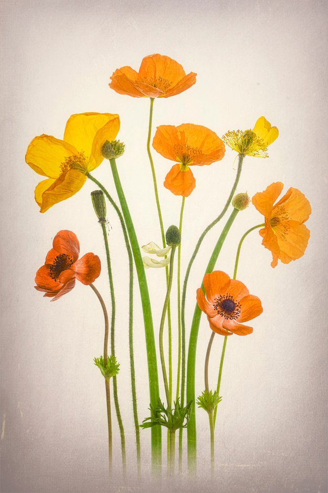 Bouquet de coquelicots aux couleurs vives - Lydia Jacobs