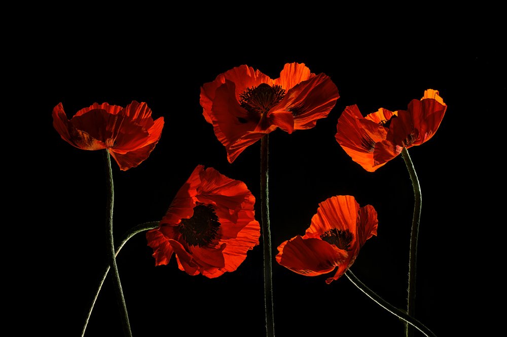 Coquelicots d