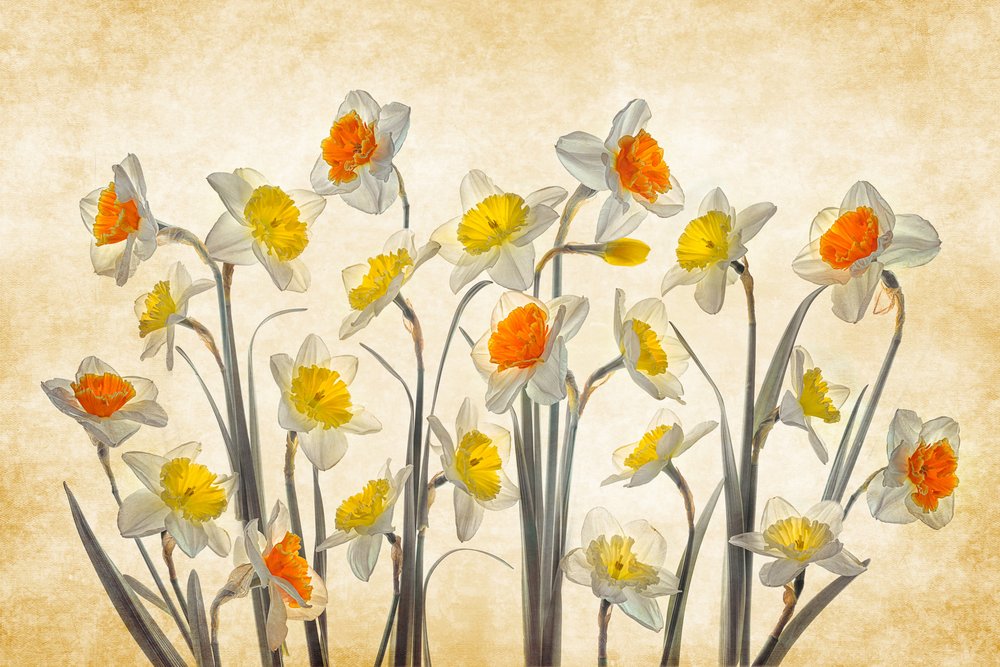 Des jonquilles printanières aux couleurs éclatantes - Lydia Jacobs