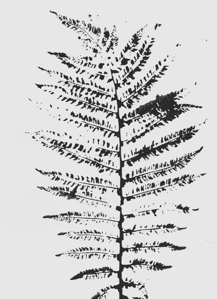 Silhouette Black Fern - Maira Ribena