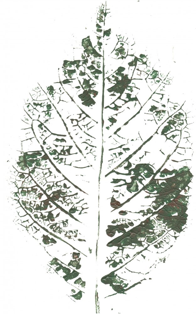 Imprimé botanique à feuilles - Maira Ribena