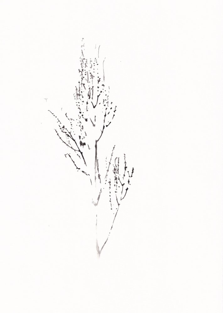 Dessin botanique raffiné - Maira Ribena