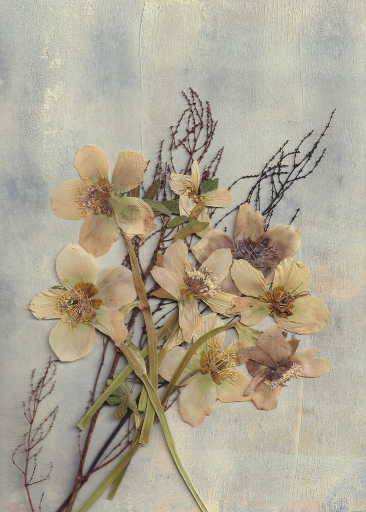 Fleurs pressées délicates - Maira Ribena