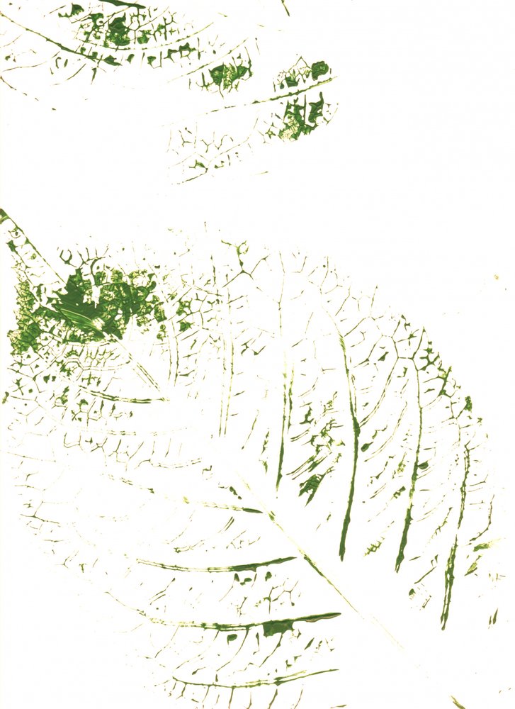 Imprimés feuilles vertes - Maira Ribena