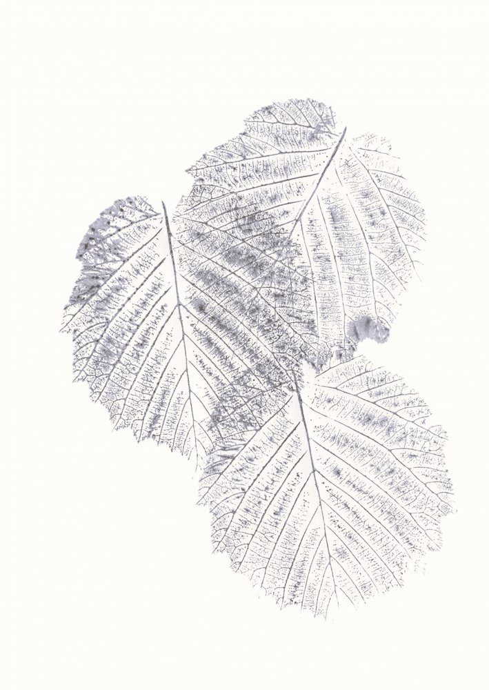 Textures minimalistes de feuilles - Maira Ribena