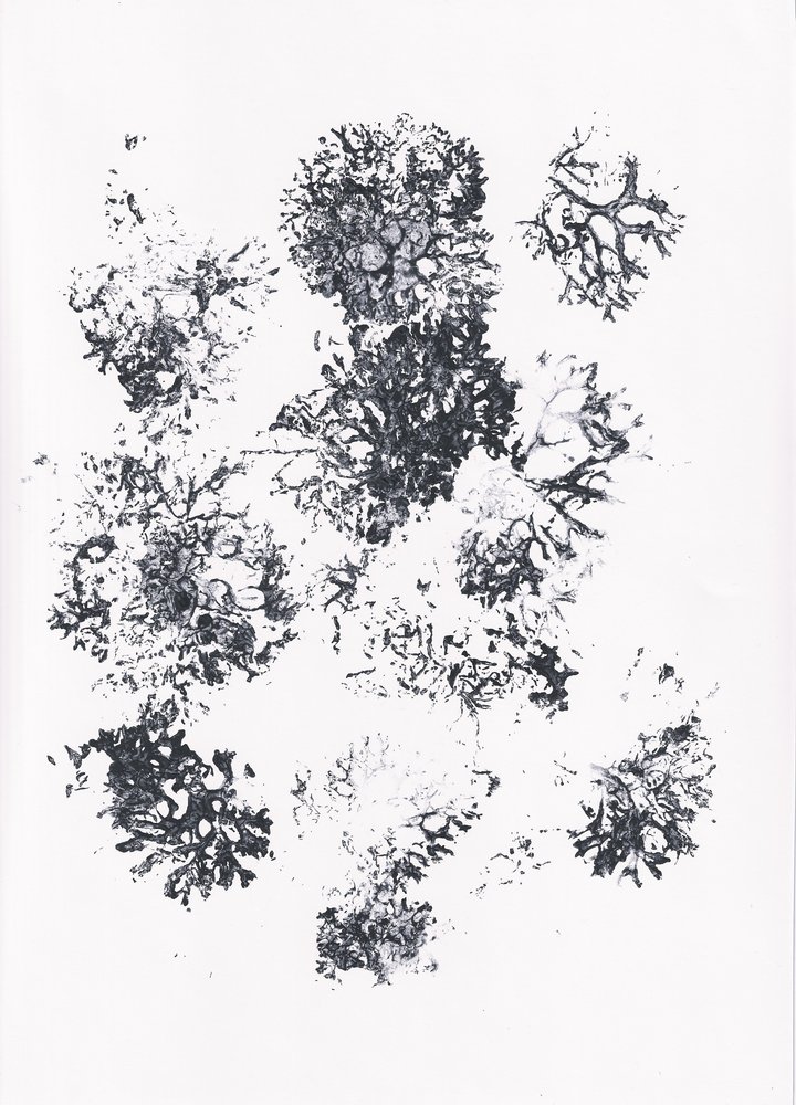 Formes botaniques organiques - Maira Ribena