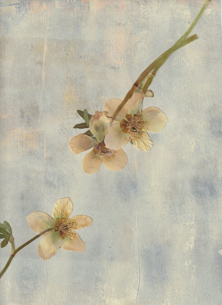 Pale Blue Botanicals - Maira Ribena