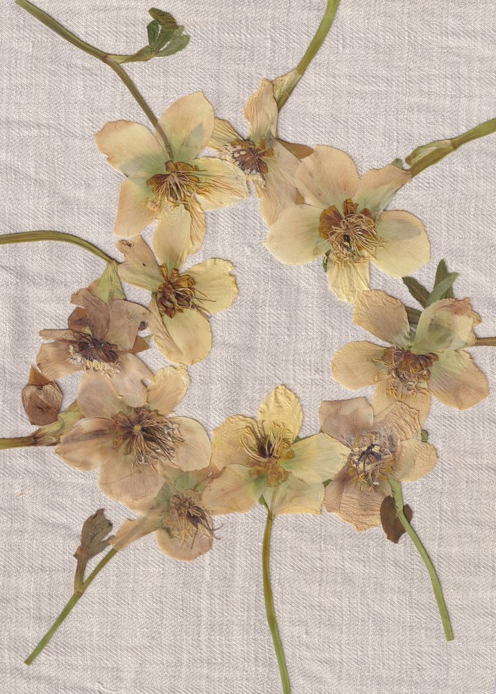 Couronne de fleurs pressées - Maira Ribena