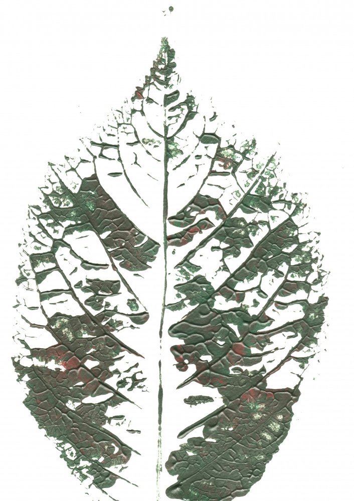 Feuille verte texturée - Maira Ribena
