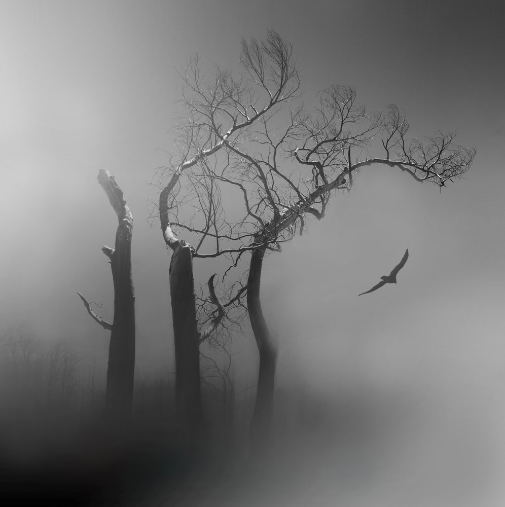 Lone Bird : Arbres brumeux - Margaret Halaby