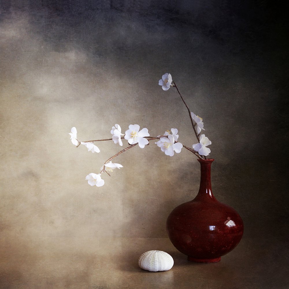 Fleurs de cerisier dans la sérénité - Margaret Halaby