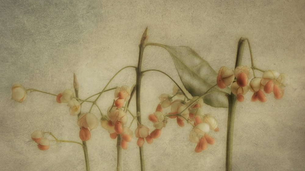  - Marie-anne Stas