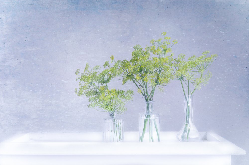 Aneth frais dans des vases en verre - Marie-anne Stas