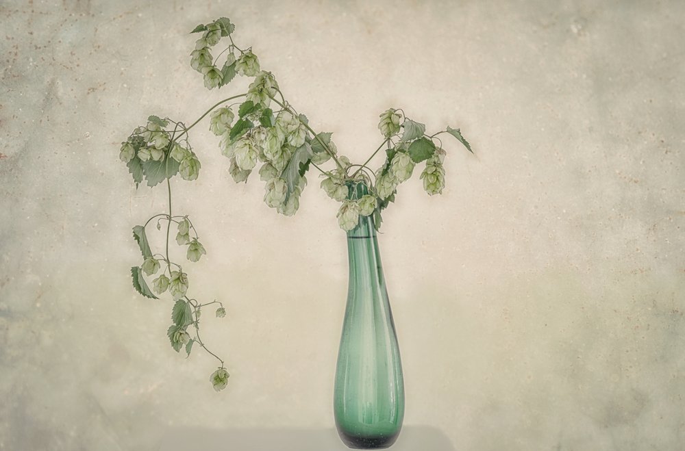 Nature morte aux houblons verts - Marie-anne Stas