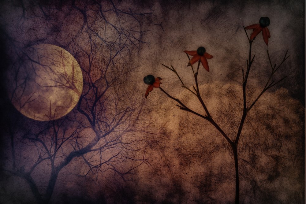 Fleurs mystérieuses au clair de lune - Marie-anne Stas