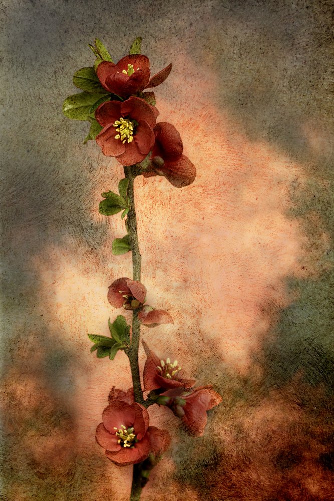  - Marie-anne Stas