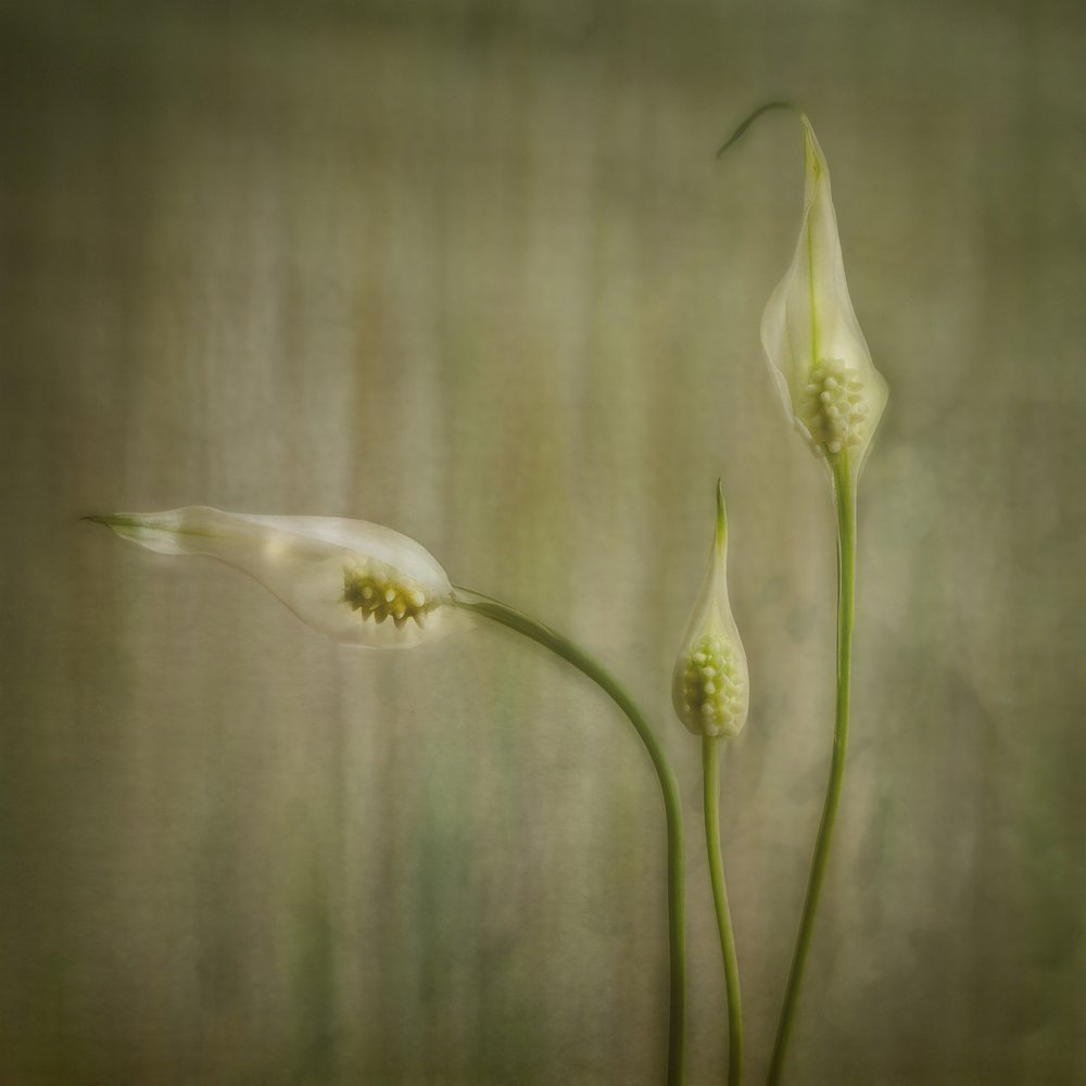 Fleurs de lys sereines - Marie-anne Stas
