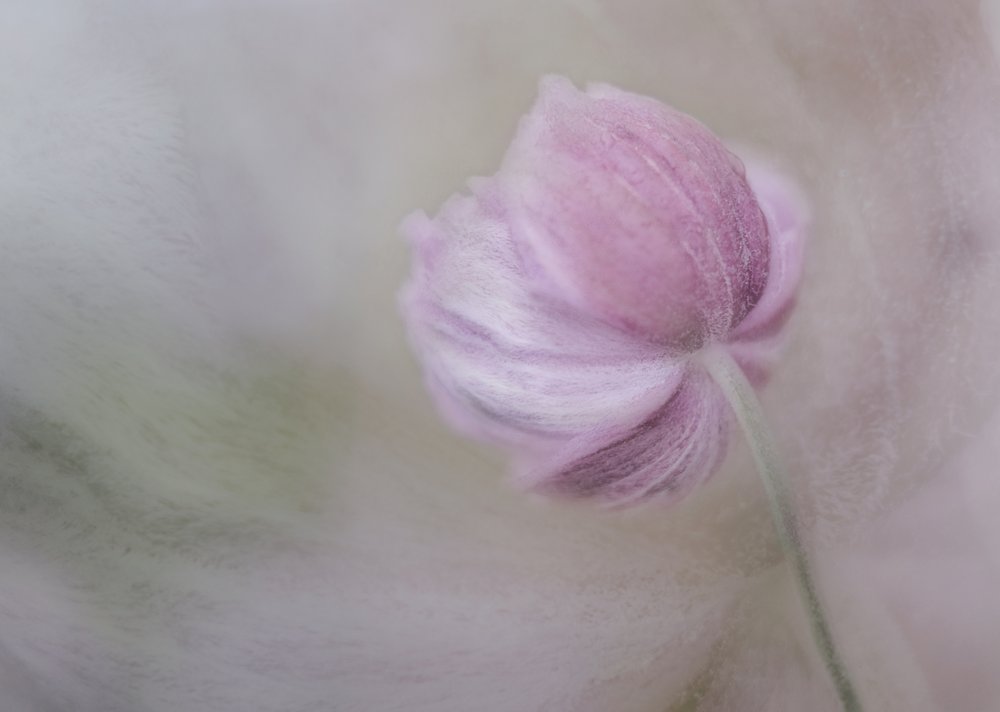 Fleur rose pâle - Marie-anne Stas