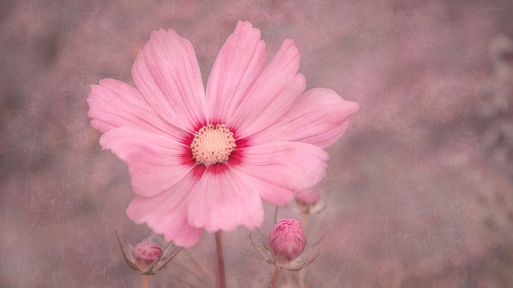 Cosmos rose pâle - Marie-anne Stas