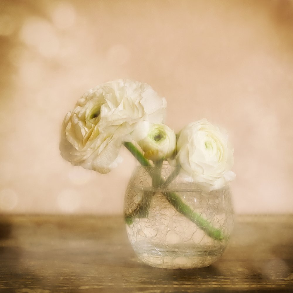 Fleur de renoncule douce - Marie-anne Stas