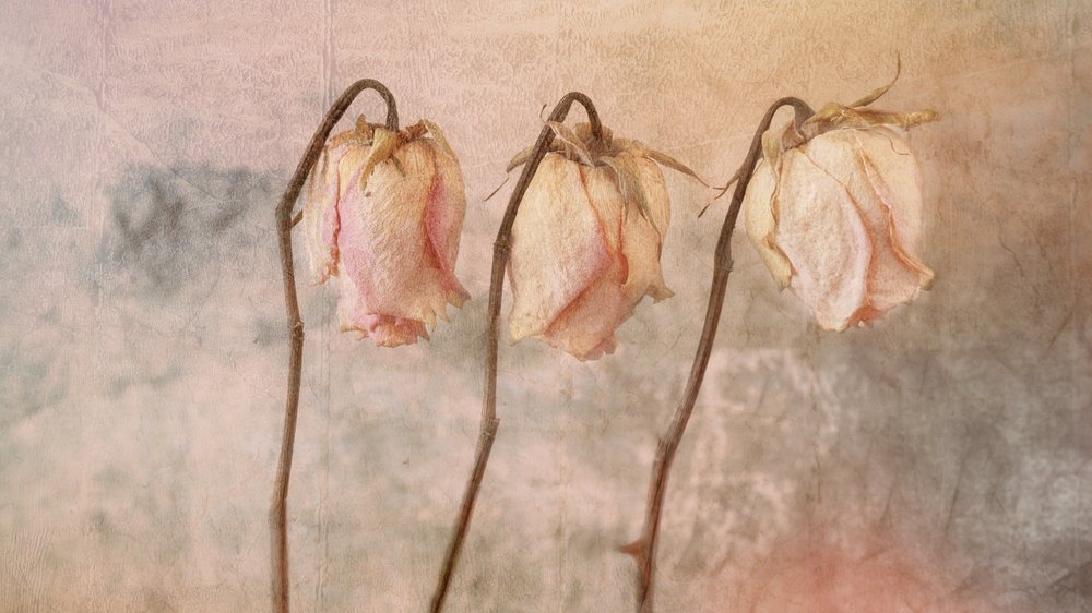 Trois roses fanées - Marie-anne Stas