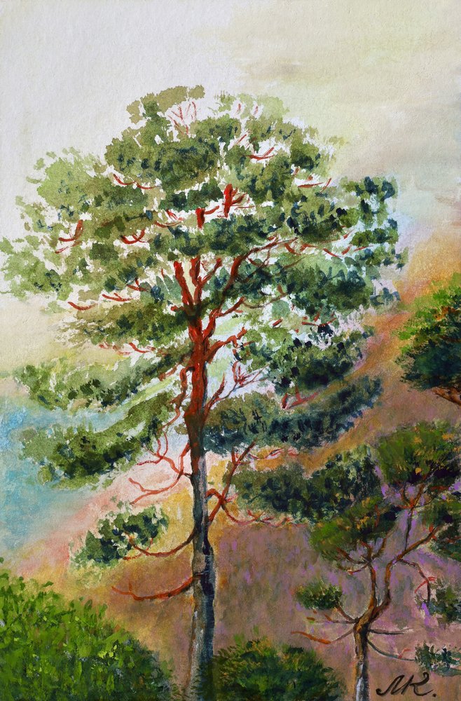 Forêt de pins à l