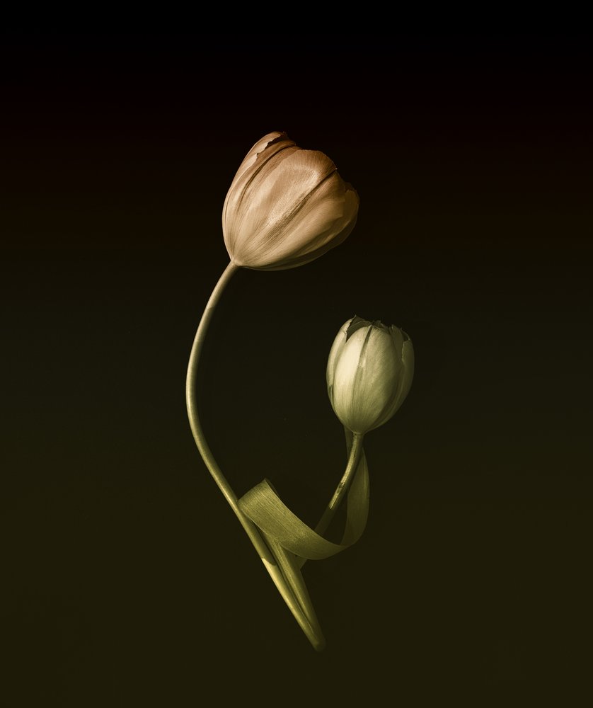 Étreinte de tulipes aux teintes douces - May G