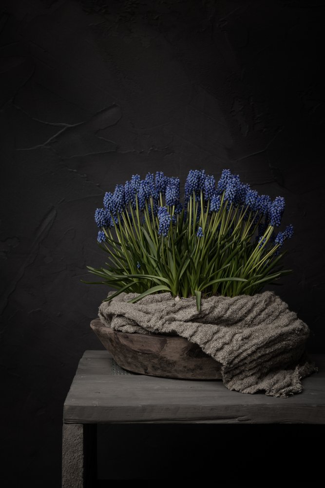 Jacinthes bleues rustiques - Mayra Pama