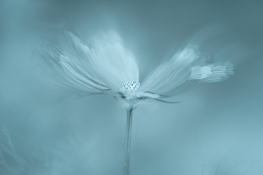 Fleur bleue de rêve - Molly Fu APA