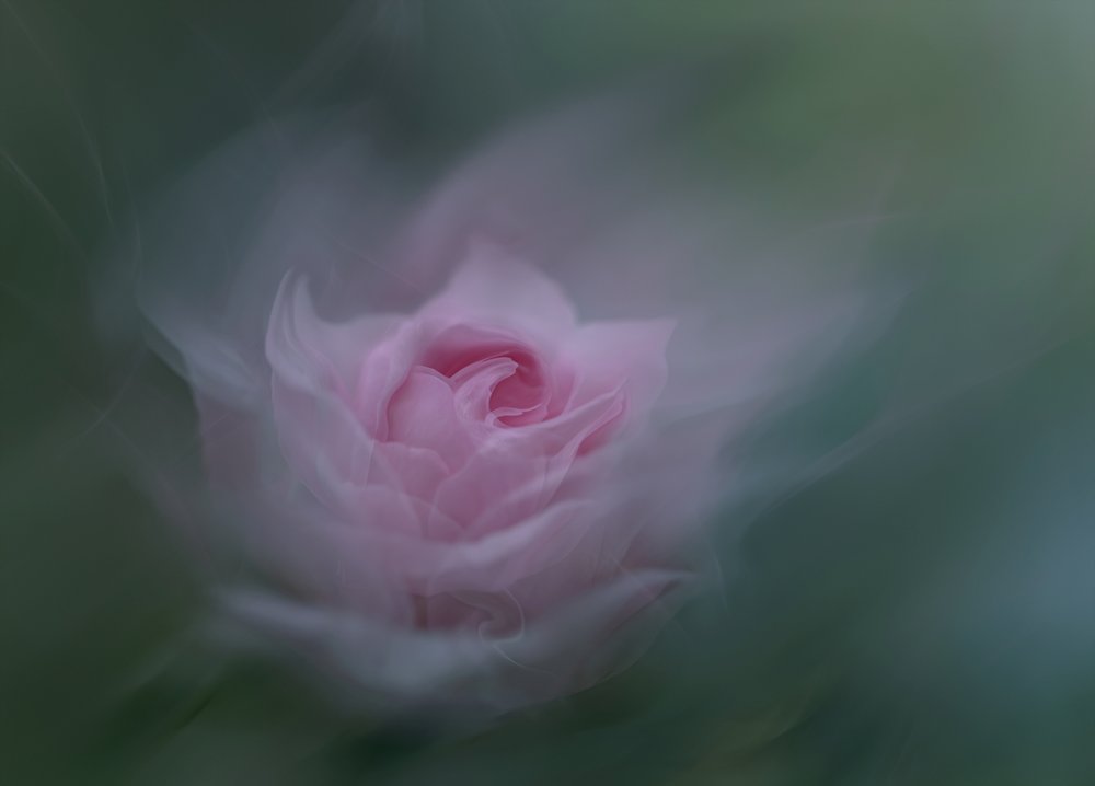Rose rose de rêve - Molly Fu APA