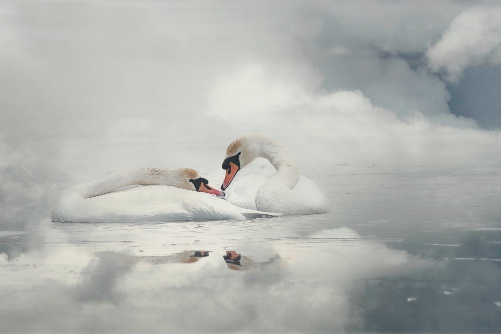 Un couple de cygnes sereins - Monique van Velzen