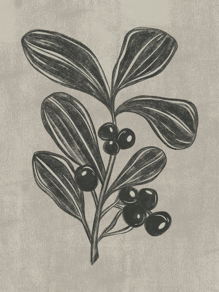 Esquisse botanique de baies - Nikita Jariwala
