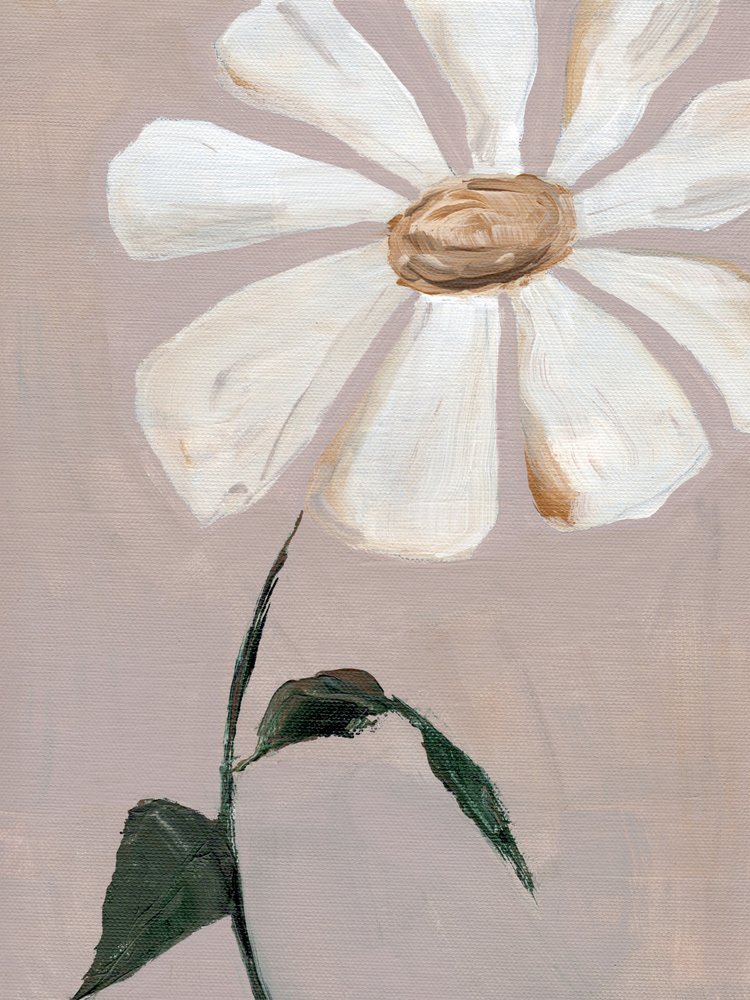 Marguerite blanche délicate - Nikita Jariwala