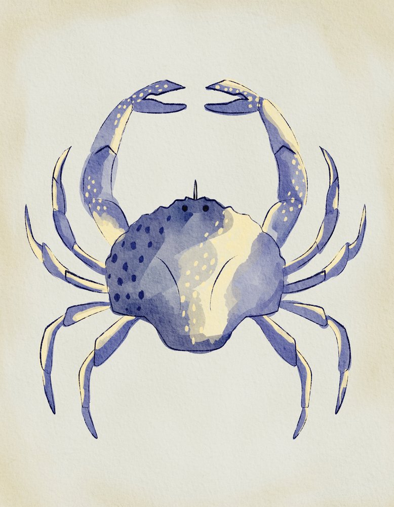 Crabe bleu à l