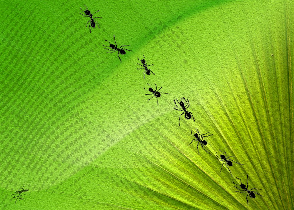 La piste des fourmis de Green Leaf - Osvaldo Russo