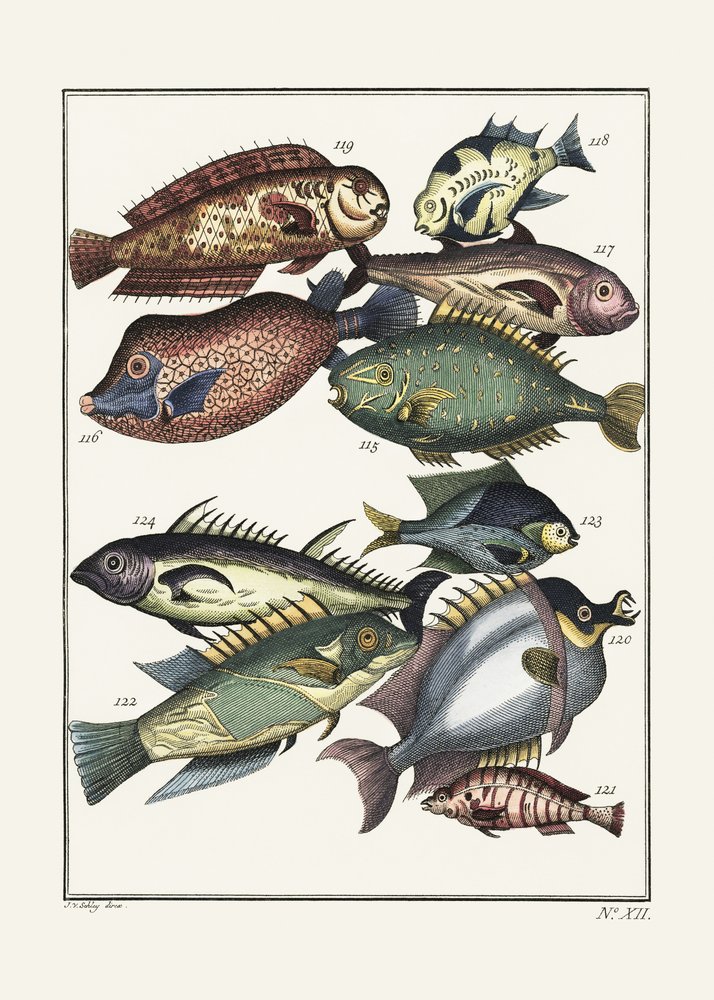 Poissons exotiques (1767) par J. V. Schley - Pictufy