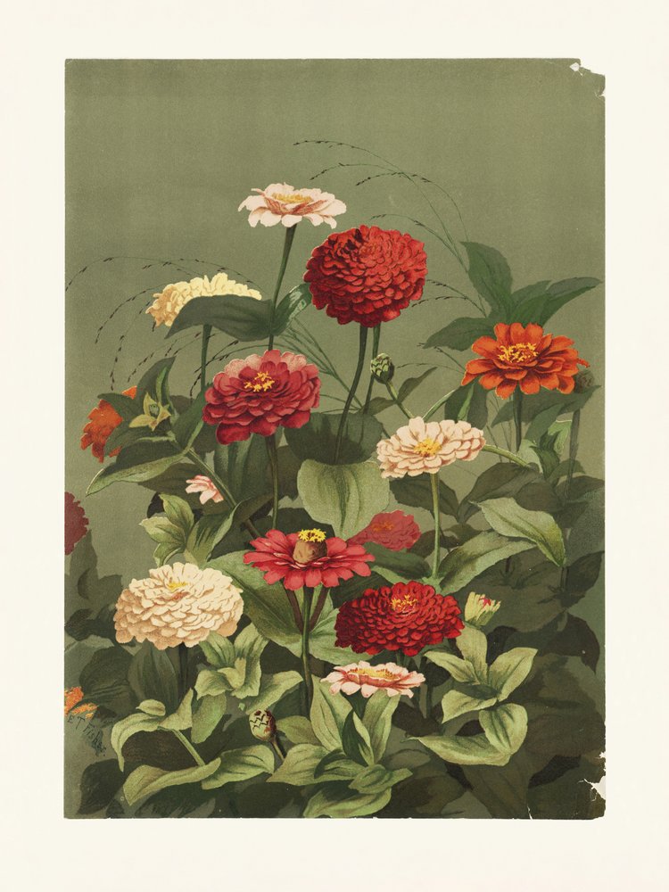 Les zinnias, par Ellen Thayer Fisher - Pictufy