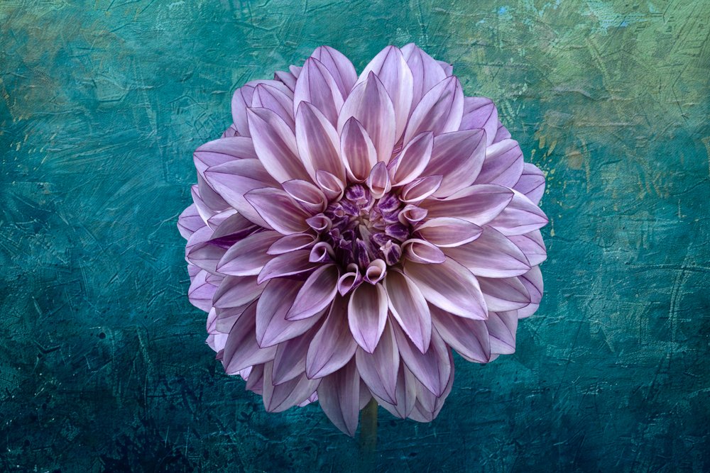 Dahlia sur fond bleu sarcelle - Richard Urbanski