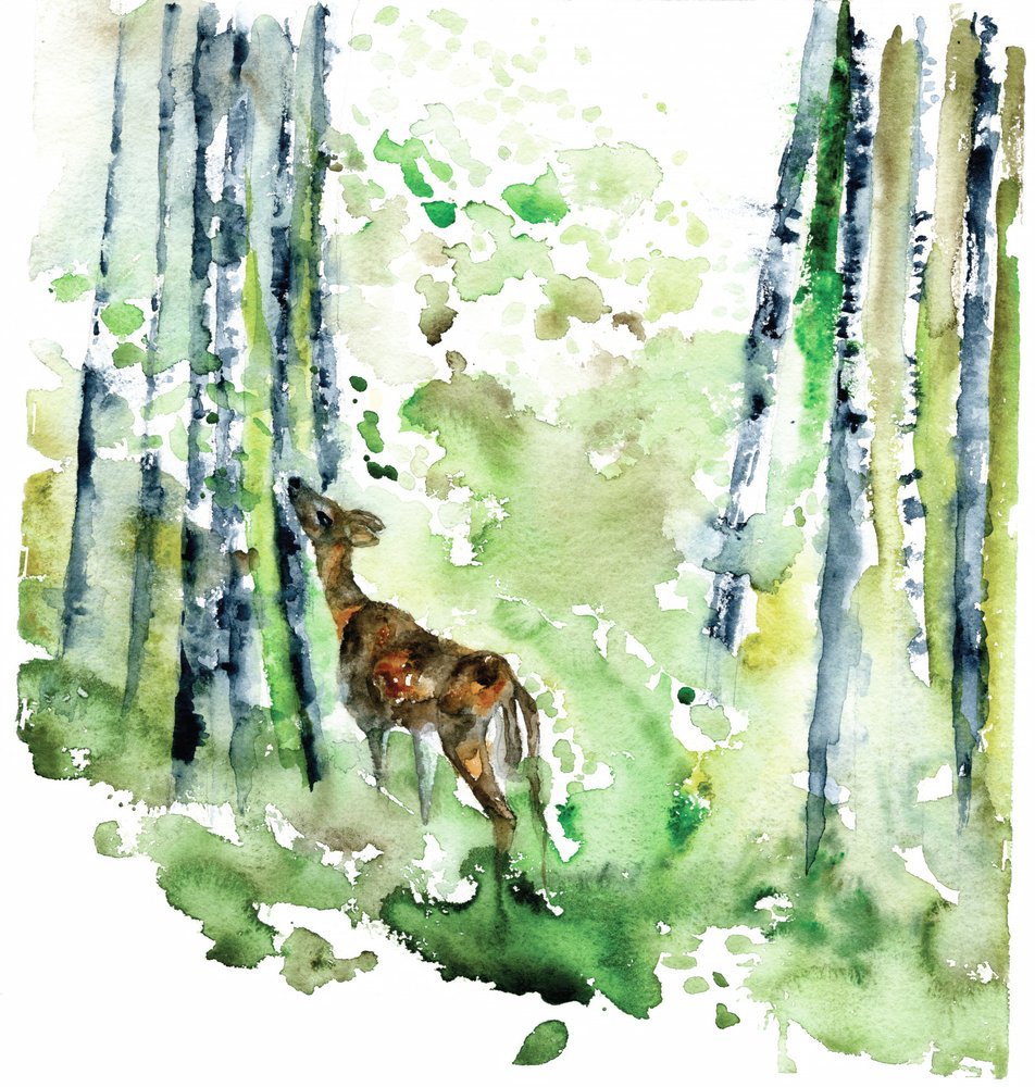 Aquarelle « Faon des bois » - RodMacIver