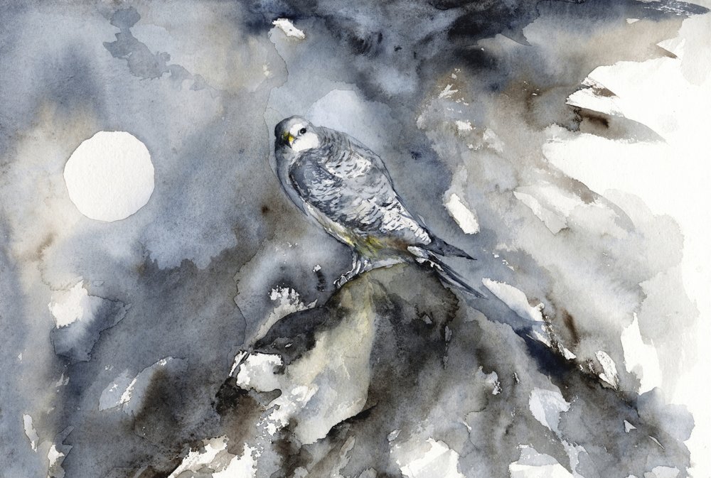 Observation des faucons au clair de lune - RodMacIver