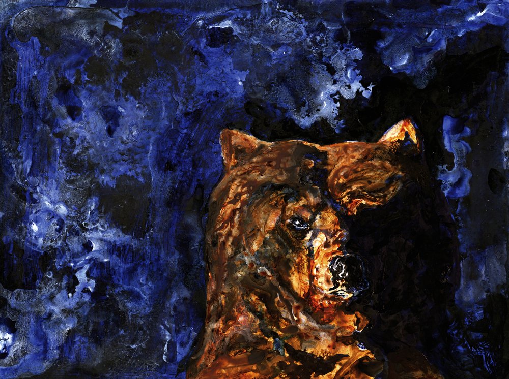 Le regard puissant du grizzli - RodMacIver