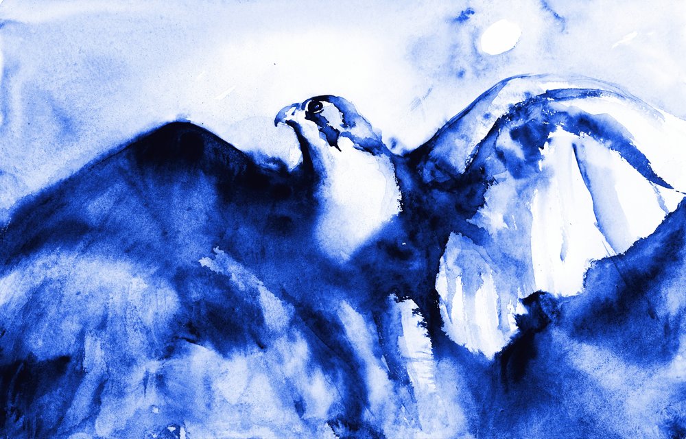 Le faucon bleu en plein vol - RodMacIver